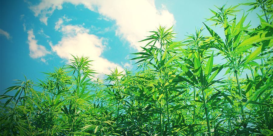 Varför odla cannabis ekologiskt? Why Grow Cannabis Organic?