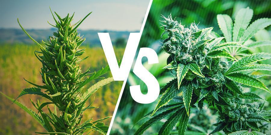 Appearance Cannabis Appearance Cannabis