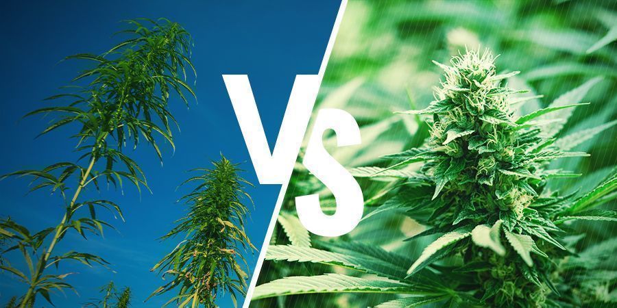 Odling av cannabis Cultivation Cannabis