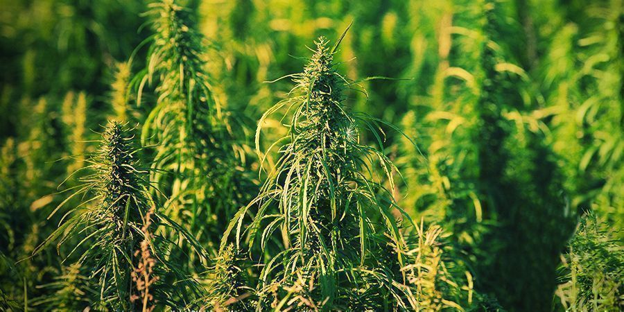 Genetics / Chemical Composition / THC Genetics / Chemical Composition / THC