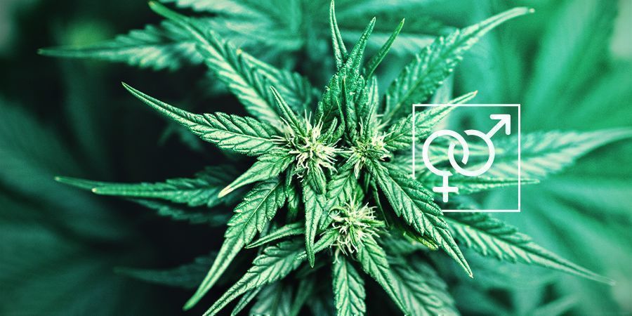 Växtens kön hos cannabis Plant Sex Cannabis