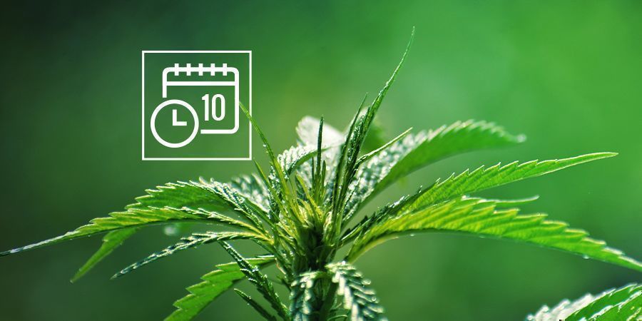 Funktionell cannabis ruderalis FUNCTIONAL CANNABIS RUDERALIS