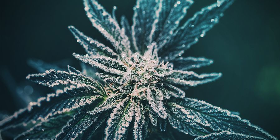 Historien om cannabis ruderalis THE HISTORY OF CANNABIS RUDERALIS