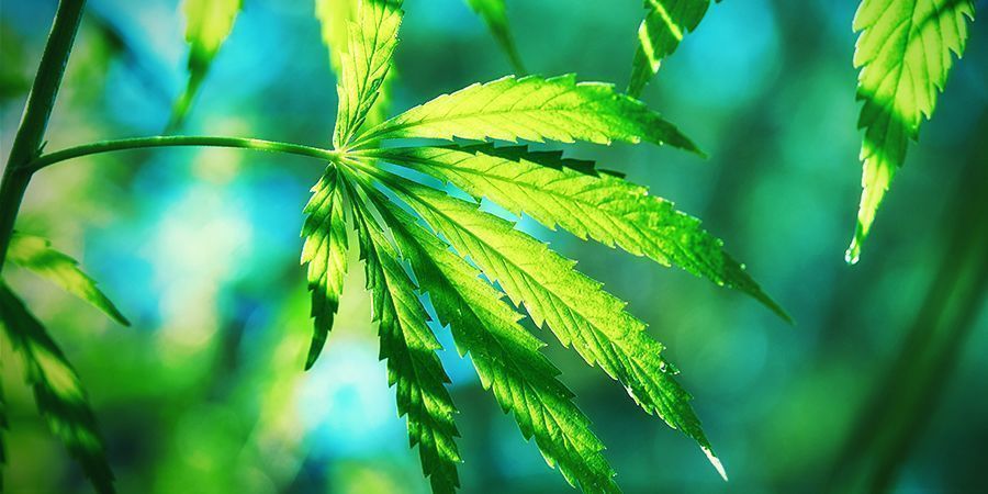 Vad gör cannabis ruderalis annorlunda? WHAT MAKES CANNABIS RUDERALIS DIFFERENT ?