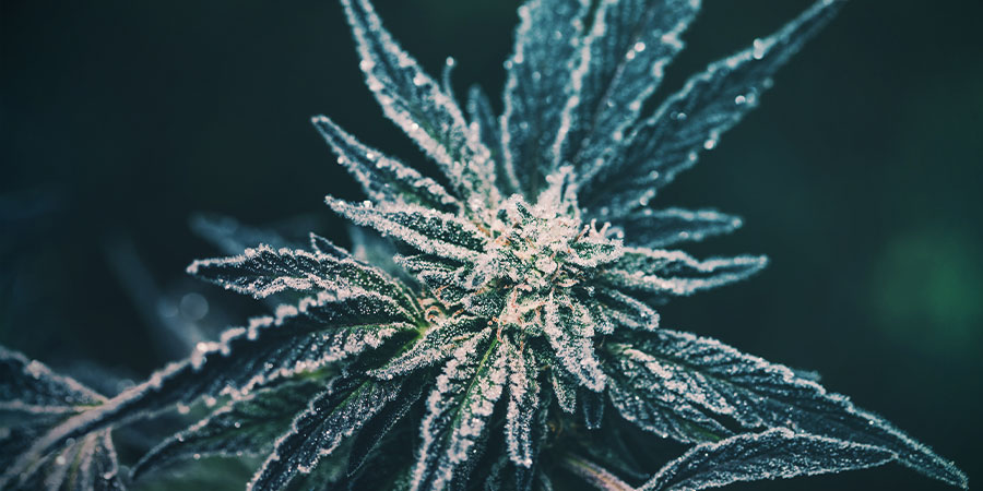 Cannabis För kallt cannabis för kallt