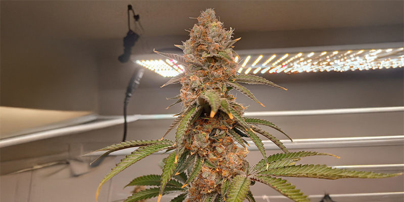 Runtz (Zamnesia Seeds) Runtz (Zamnesia Seeds)
