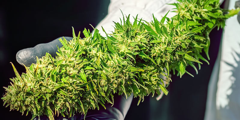 Egenskaper hos Skunk #1 Characteristics Skunk #1 Weed