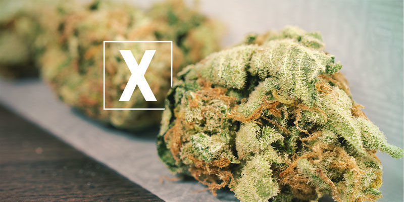 Är Skunk-cannabis dåligt? Är Skunk-cannabis dåligt?