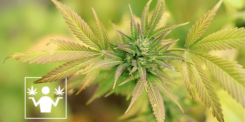 Skillnaden mellan skunk och cannabis Skillnaden mellan skunk och cannabis