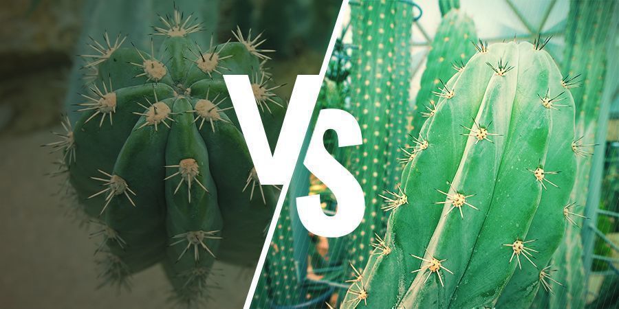 Bolivian Torch Vs Peruvian Torch Bolivian Torch Vs Peruvian Torch