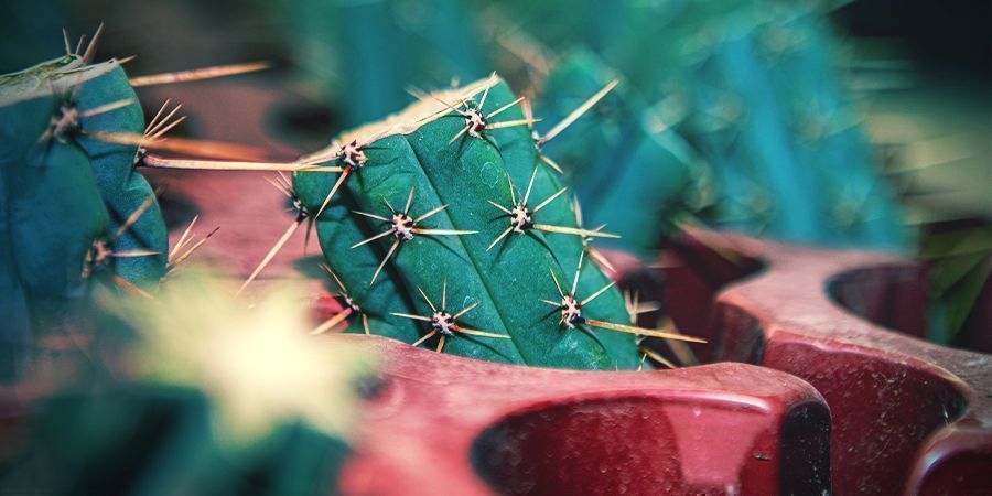 How To Order Bolivian Torch (Echinopsis Lageniformis) How To Order Bolivian Torch (Echinopsis Lageniformis)
