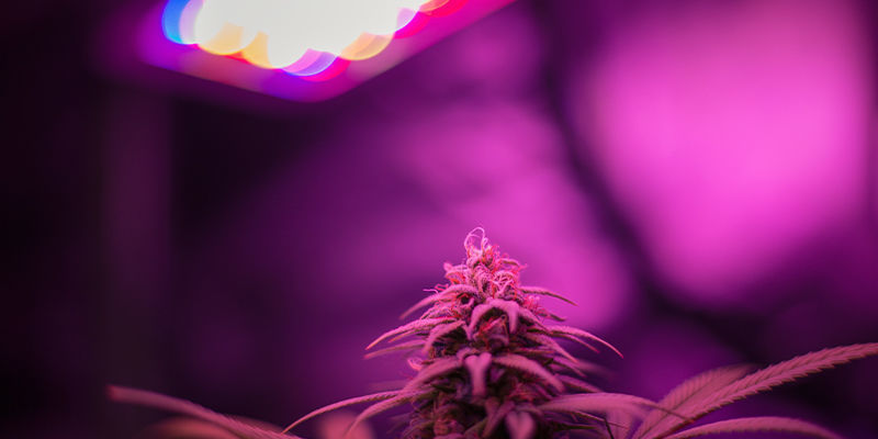 Odla cannabis med LED odlingslampor odla cannabis med LED odlingslampor