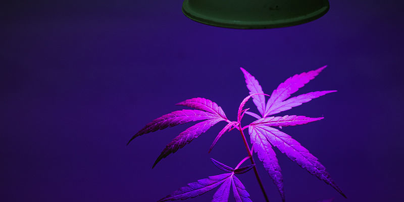 Hur långt bör LED odlingslampor vara från mina marijuanafrön? Hur långt bör LED odlingslampor vara från mina marijuanafrön?