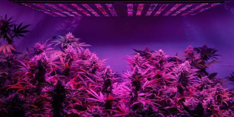 Spridd LED Spread-Style LED