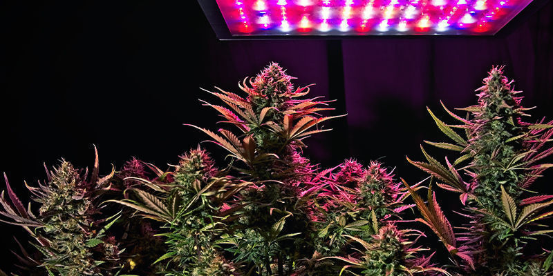 Standard lila LED Standard purple LED