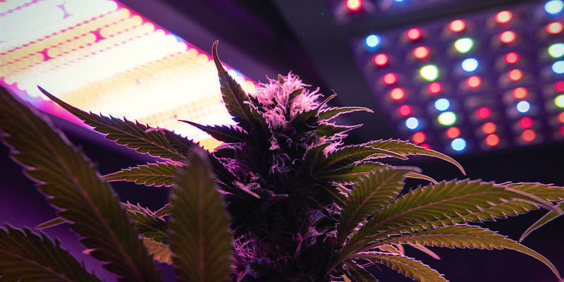 Vad är LED-odlingslampor och varför ska man använda dem? What are LED grow lights and why use them?