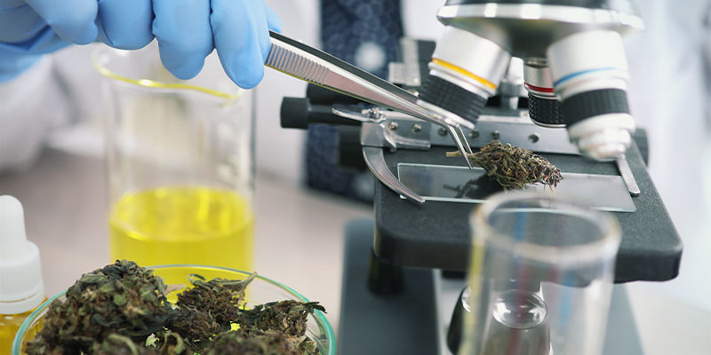 Cannabisens framtid och matsmältningssystemet Cannabisens framtid och matsmältningssystemet
