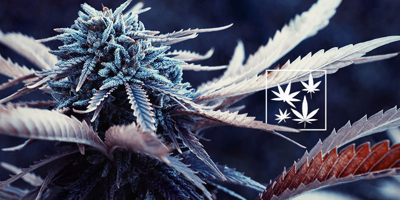 Hur många Haze-sorter finns det? How Many Haze Strains Are There?