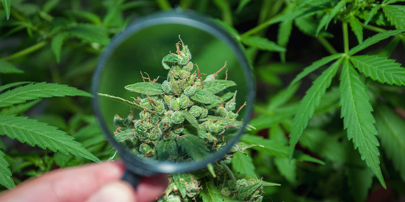 Är Haze en bra cannabissort? Is Haze A Good Cannabis Strain?