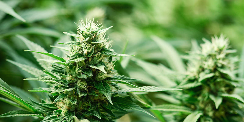 Vad är Haze-sorter? What Are Haze Strains?
