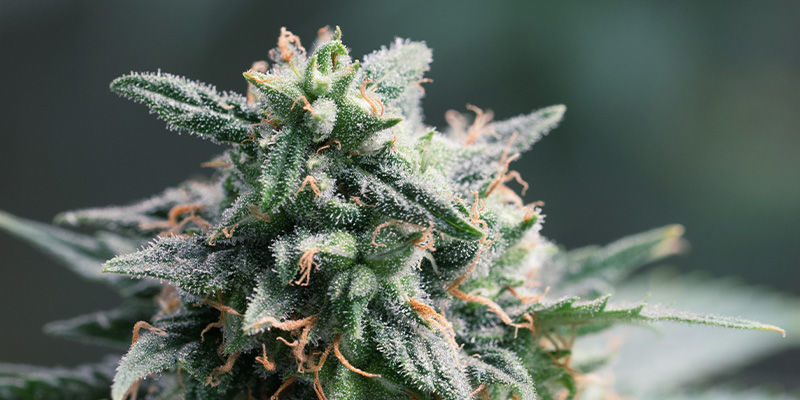 Vilken är den bästa Haze-sorten? Vilken är den bästa Haze-sorten?