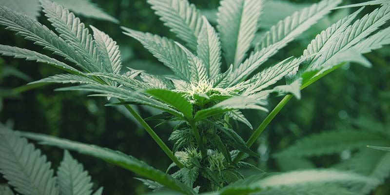 Glöm inte Autoflower cannabis Let'S Not Forget Autoflowering Cannabis