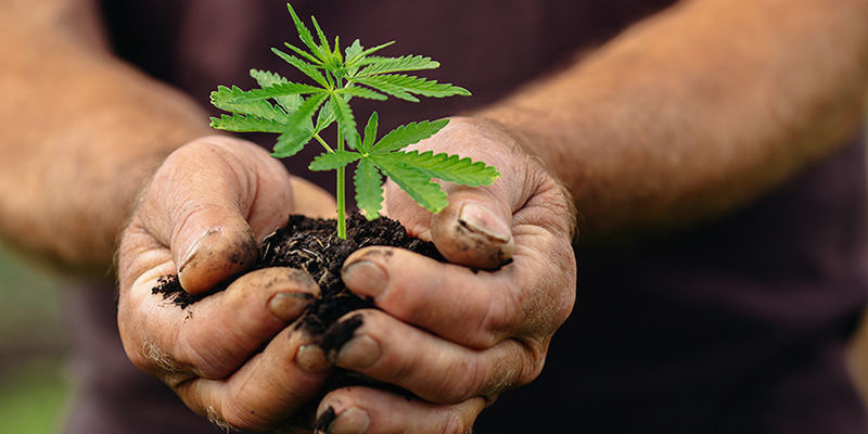 Cannabisens framtid i Europa (och bortom) Cannabisens framtid i Europa (och bortom)