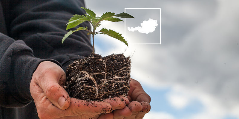 Cannabisens rättsläge i Österrike The Status Of Cannabis In Austria