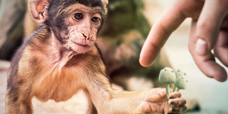 The Stoned Ape Theory Might Explain Our Evolution The Stoned Ape Theory Might Explain Our Evolution