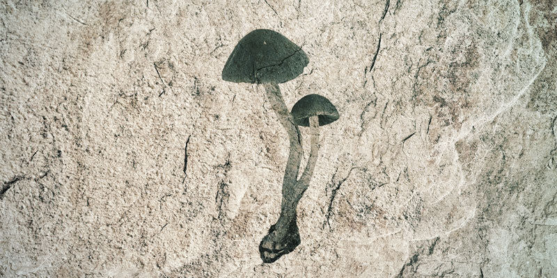 Vad har magiska svampar med Stoned Ape-teorin att göra? What Do Magic Mushrooms Have To Do With the Stoned Ape Theory?