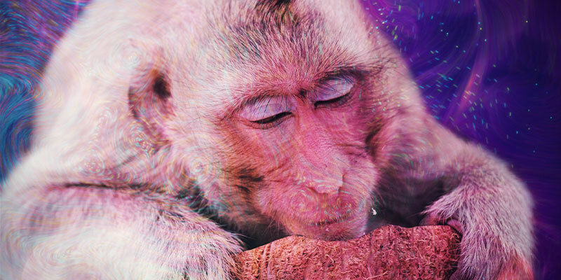 Vad är den stoned ape-teorin? Vad är den stoned ape-teorin?