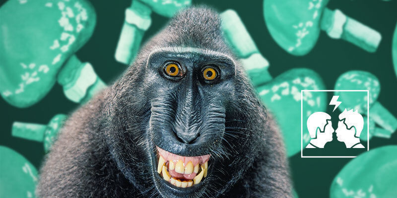 Varför är stoned ape-teorin kontroversiell? Why Is the Stoned Ape Theory Controversial?