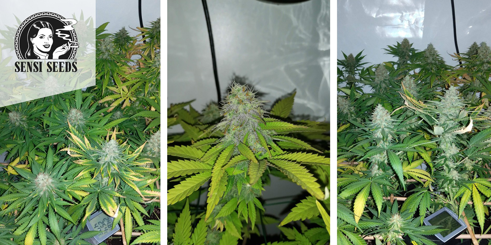 Early Skunk (Sensi Seeds) feminized Early Skunk (Sensi Seeds) feminized