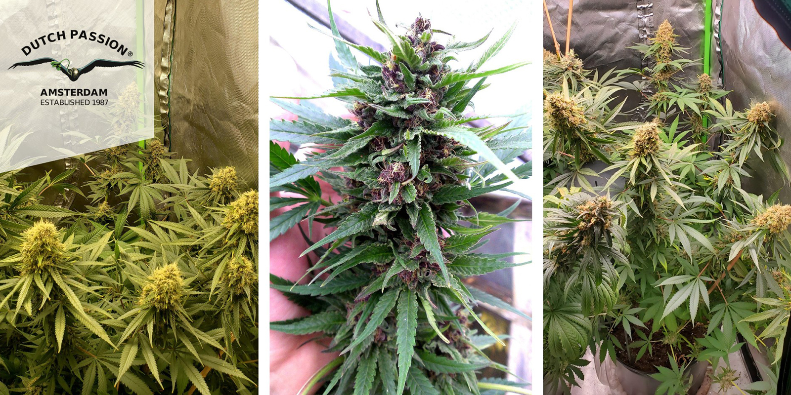 Frisian Dew (Dutch Passion) feminized Frisian Dew (Dutch Passion) feminized