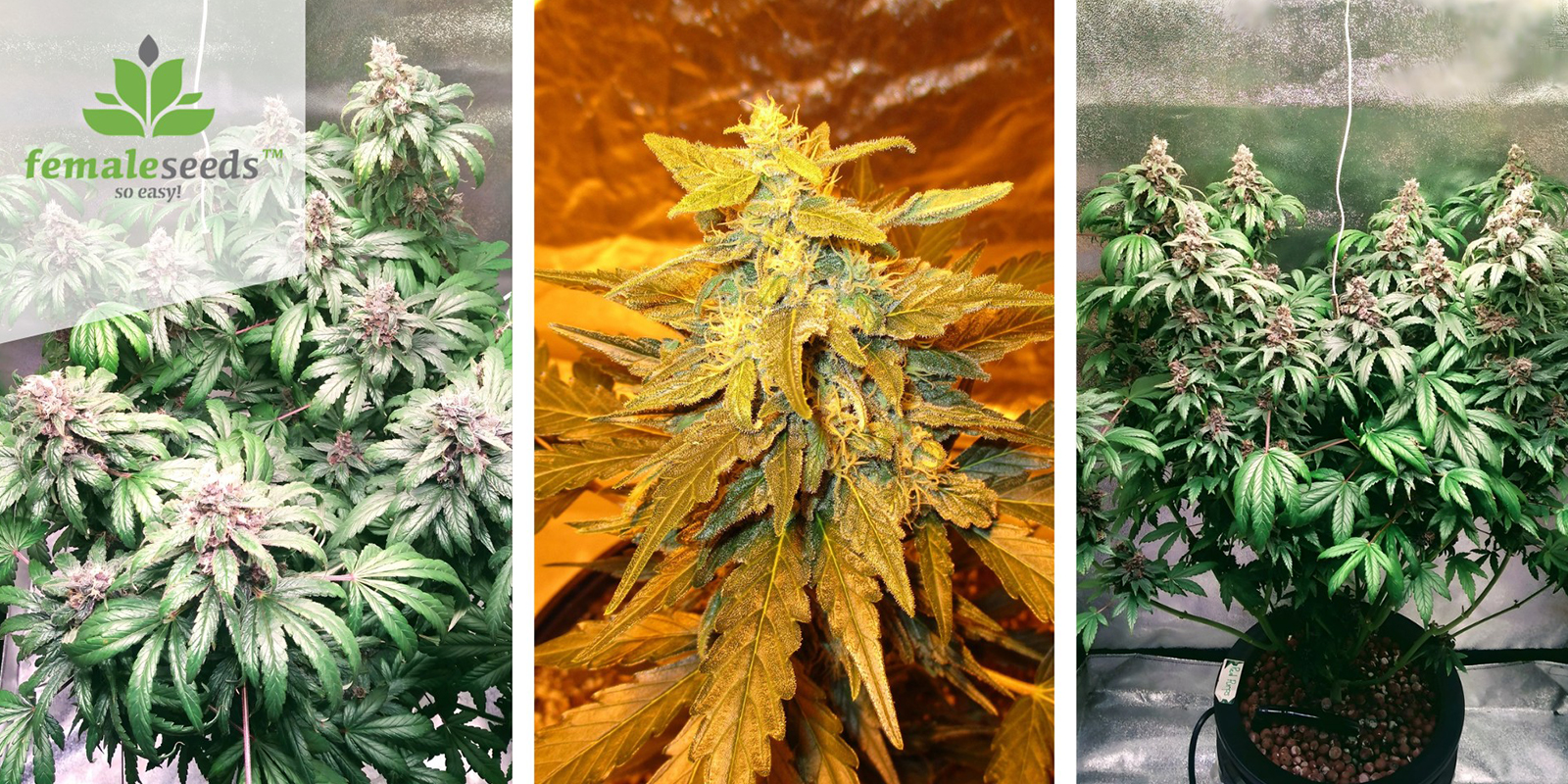 Purple Maroc (Female Seeds) feminized Purple Maroc (Female Seeds) feminized