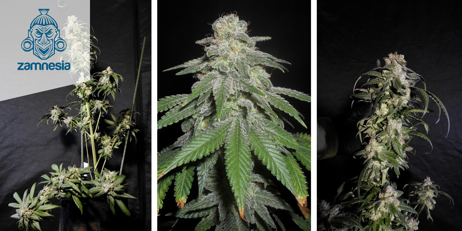 White Widow Feminized (Zamnesia Seeds) feminized White Widow Feminized (Zamnesia Seeds) feminized