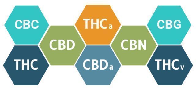 HUR P&Aring;VERKAR CBD DIN KROPP?