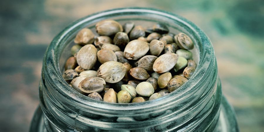 Förberedelser innan du köper Cannabisfrön PRE-CONSIDERATIONS BEFORE PURCHASING CANNABIS SEEDS