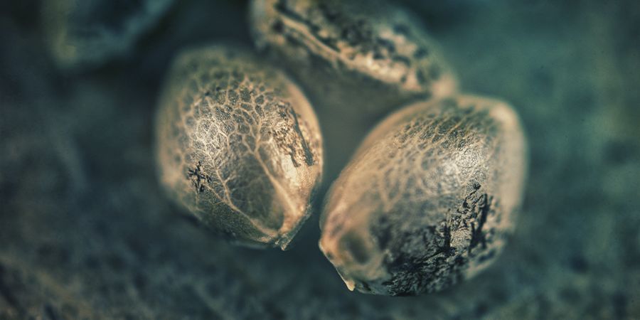SATIVA, INDICA, HYBRID: HUR VILL DU ATT DITT WEED SKA FÅ DIG ATT KÄNNA?
