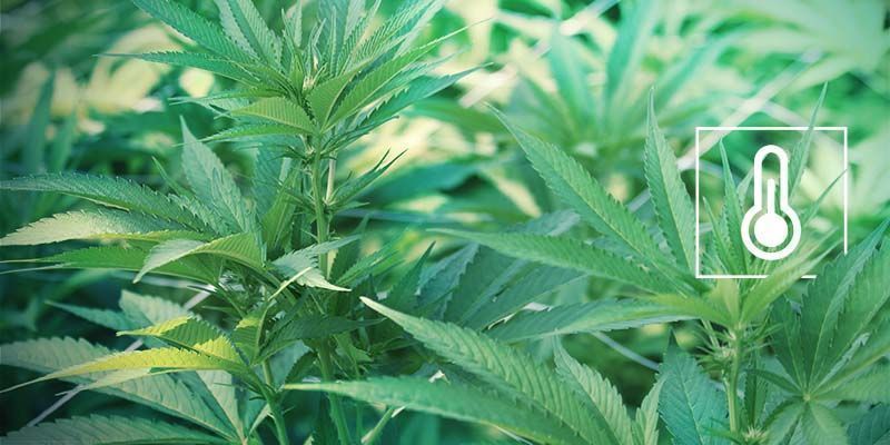 Värme- och fuktstress Popcorn Buds: Heat And Humidity Stress