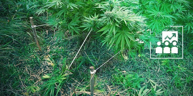 Felaktig träning Popcorn Buds: Improper Training