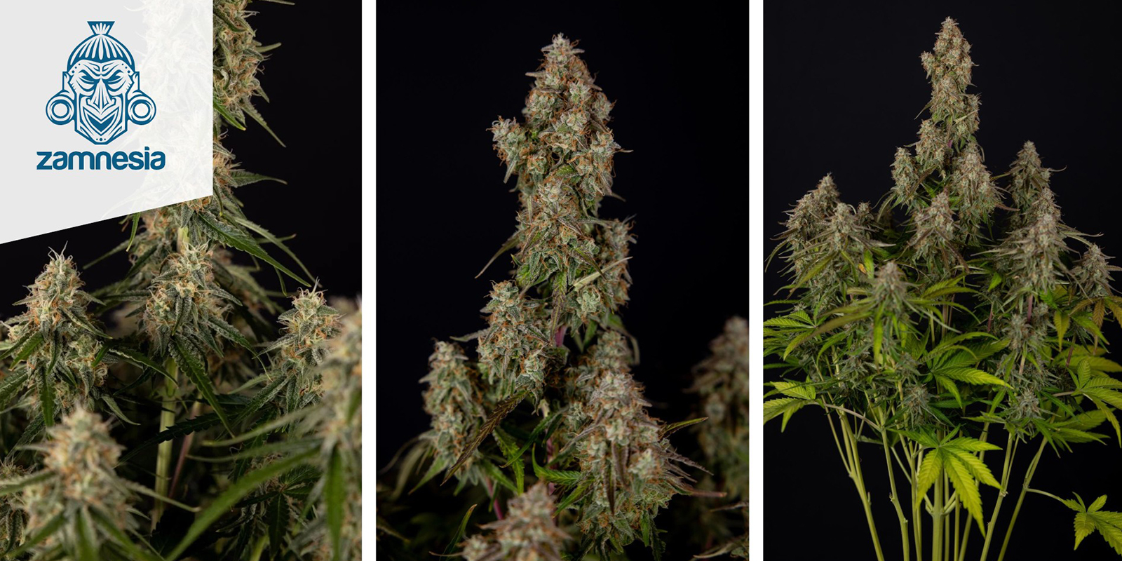 Wurlz F1 Autoflower (Zamnesia Seeds) Wurlz F1 Autoflower (Zamnesia Seeds)