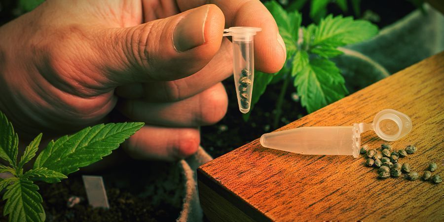 Så odlar du Blue Widow HOW TO GROW BLUE WIDOW