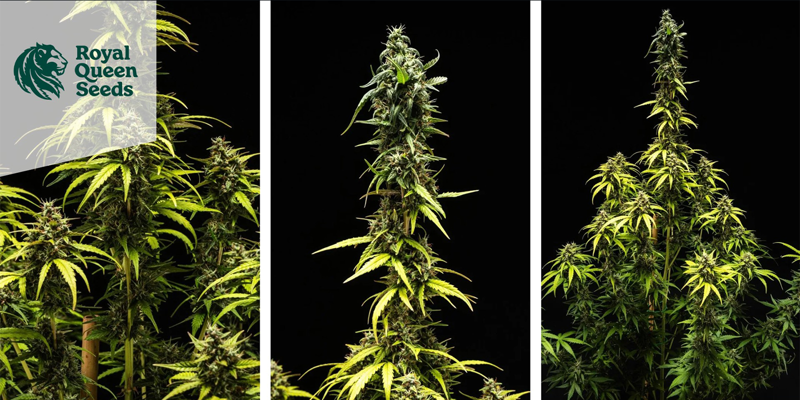 Amnesia Haze (Royal Queen Seeds) feminized
