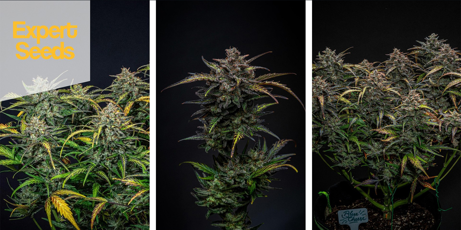 Blueberry Glue Auto (Expert Seeds) Feminized