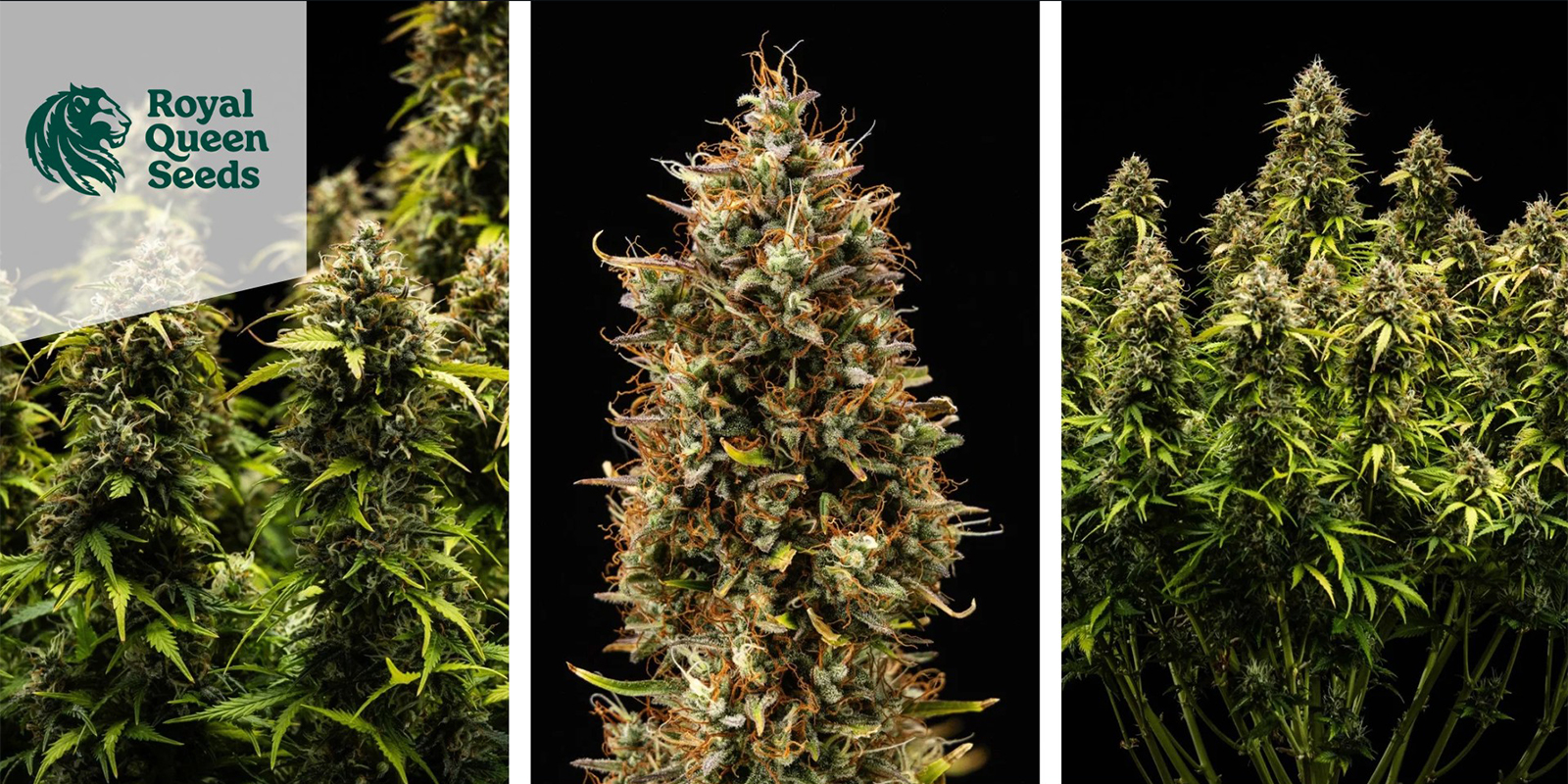 Quick One Autoflower (Royal Queen Seeds) feminized