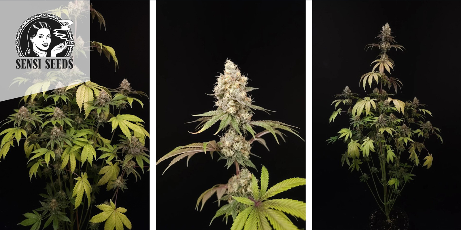 Super Skunk (Sensi Seeds) feminized