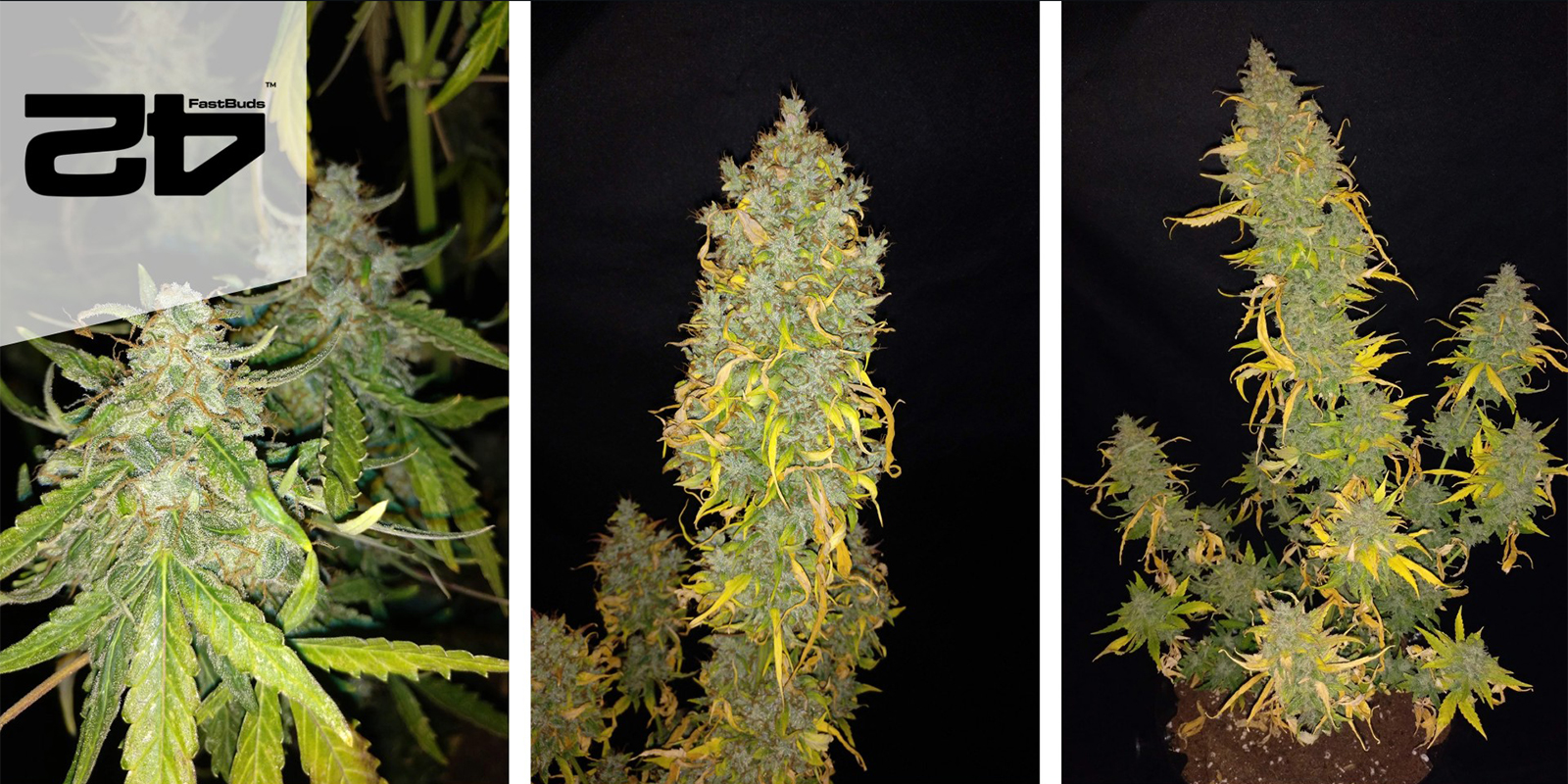 Lemon AK auto (FastBuds) Lemon AK auto (FastBuds)