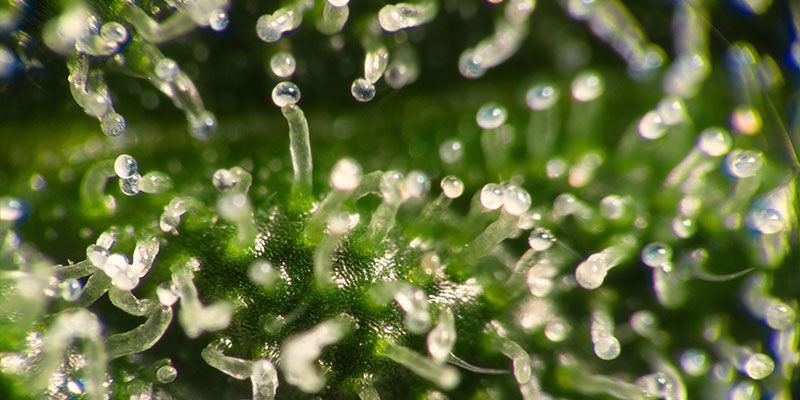 Kristaller Crystals