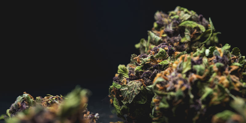 Vad gör cannabis bra eller dåligt? Vad gör cannabis bra eller dåligt?